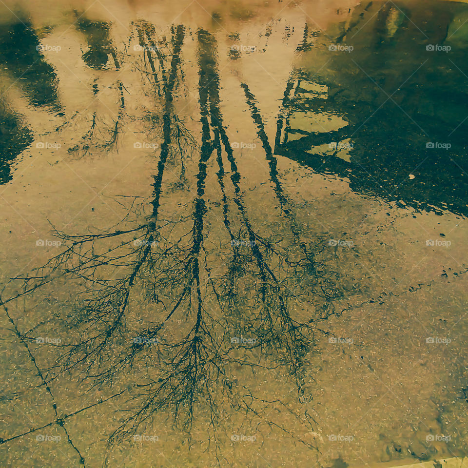 Tree Reflects