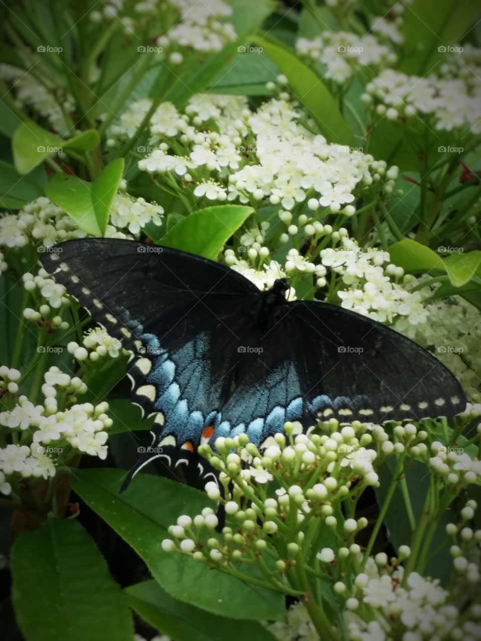 Black and Blue Butterfly