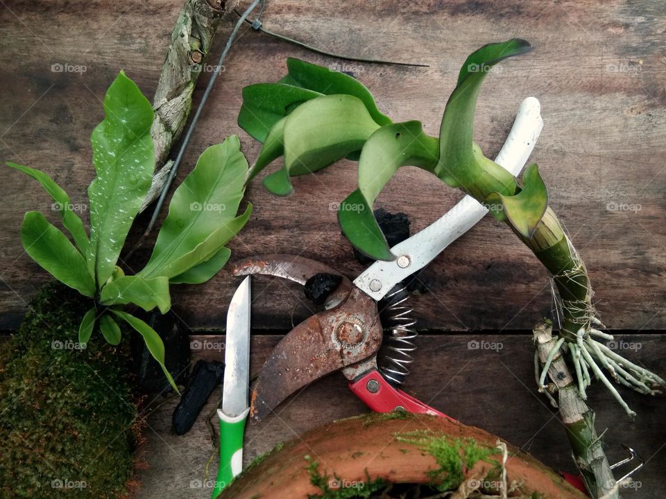 let's gardening. gardening tools and houseplants on wooden table