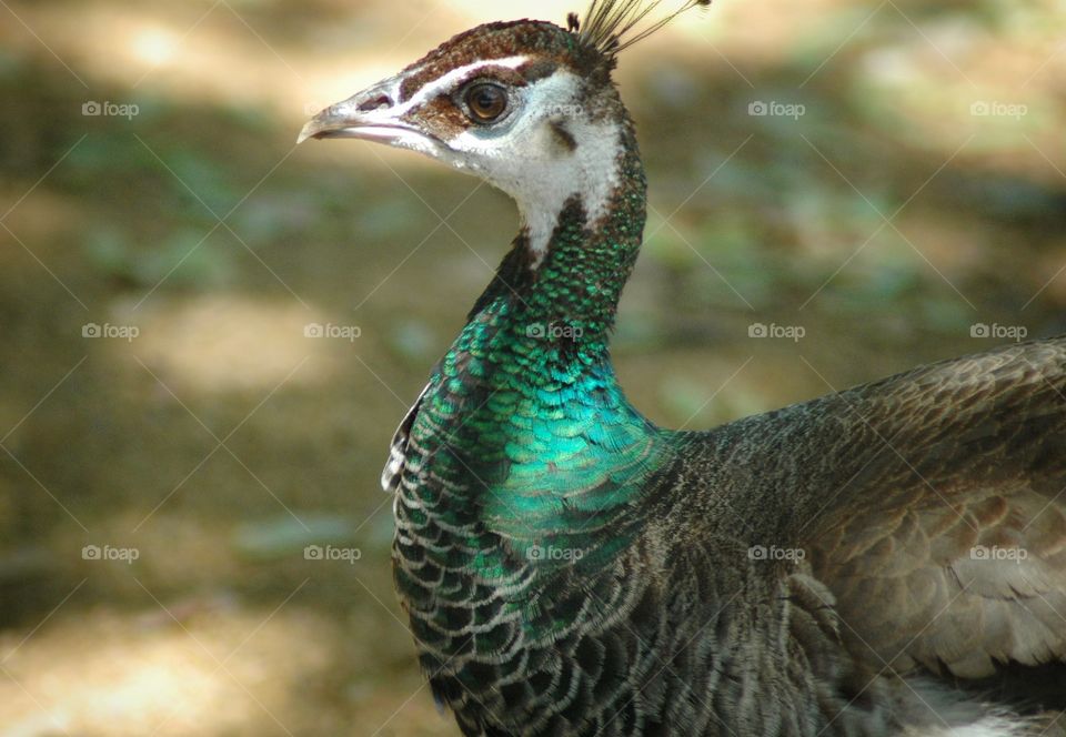 peahen