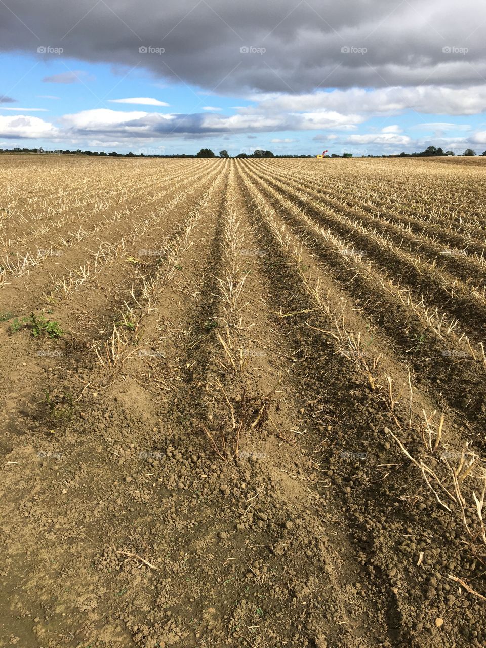 Vertical shot taken of harvested cropped wheat field with my faithful old iPhone 6S 