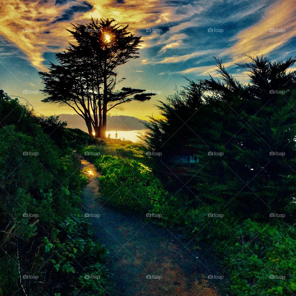 Forest on California coastline with dramatic sky