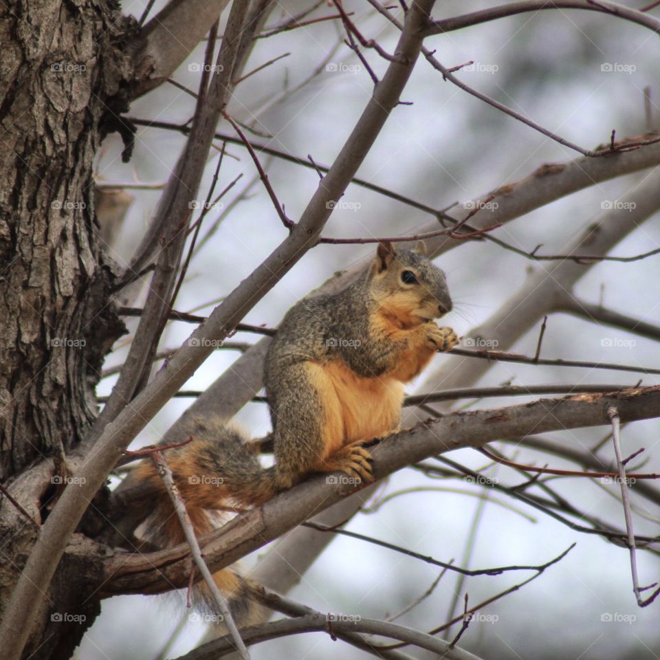 Squirrel in winter 