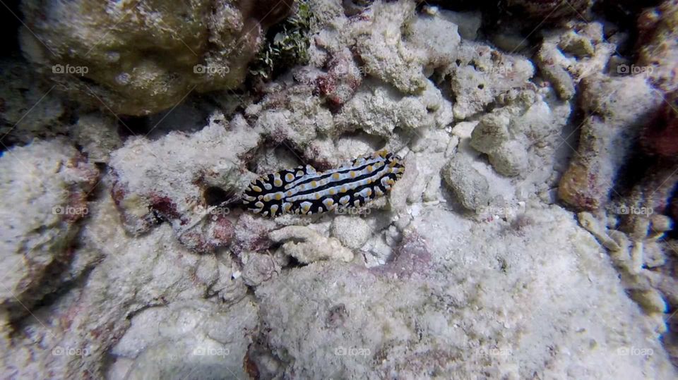 Colourful Blue Sea Slug in the Maldives