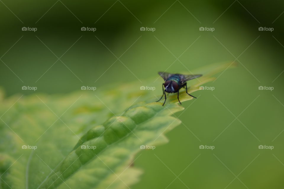 A fly on the hortensia.