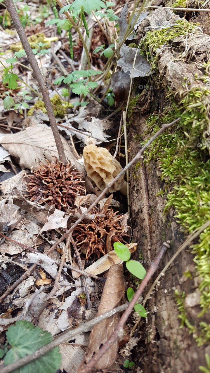 morel mushroom