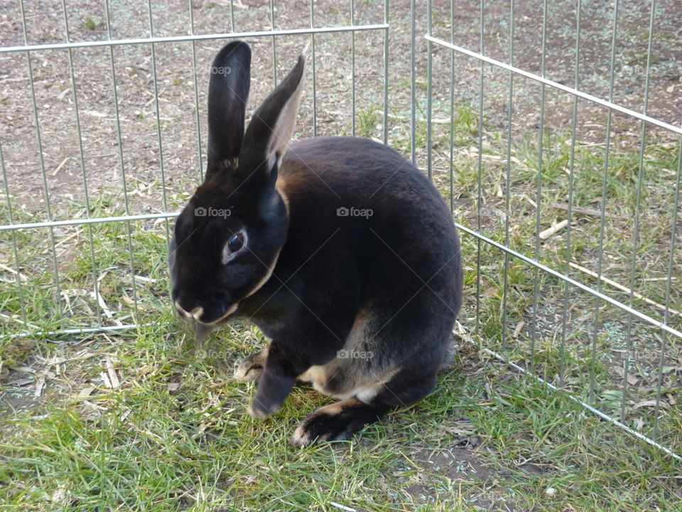 front feet getting into action for face and ear clean