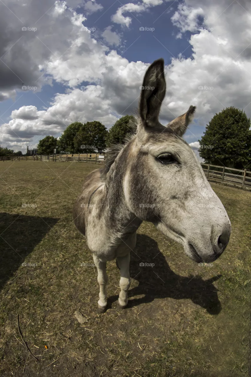 The Donkey