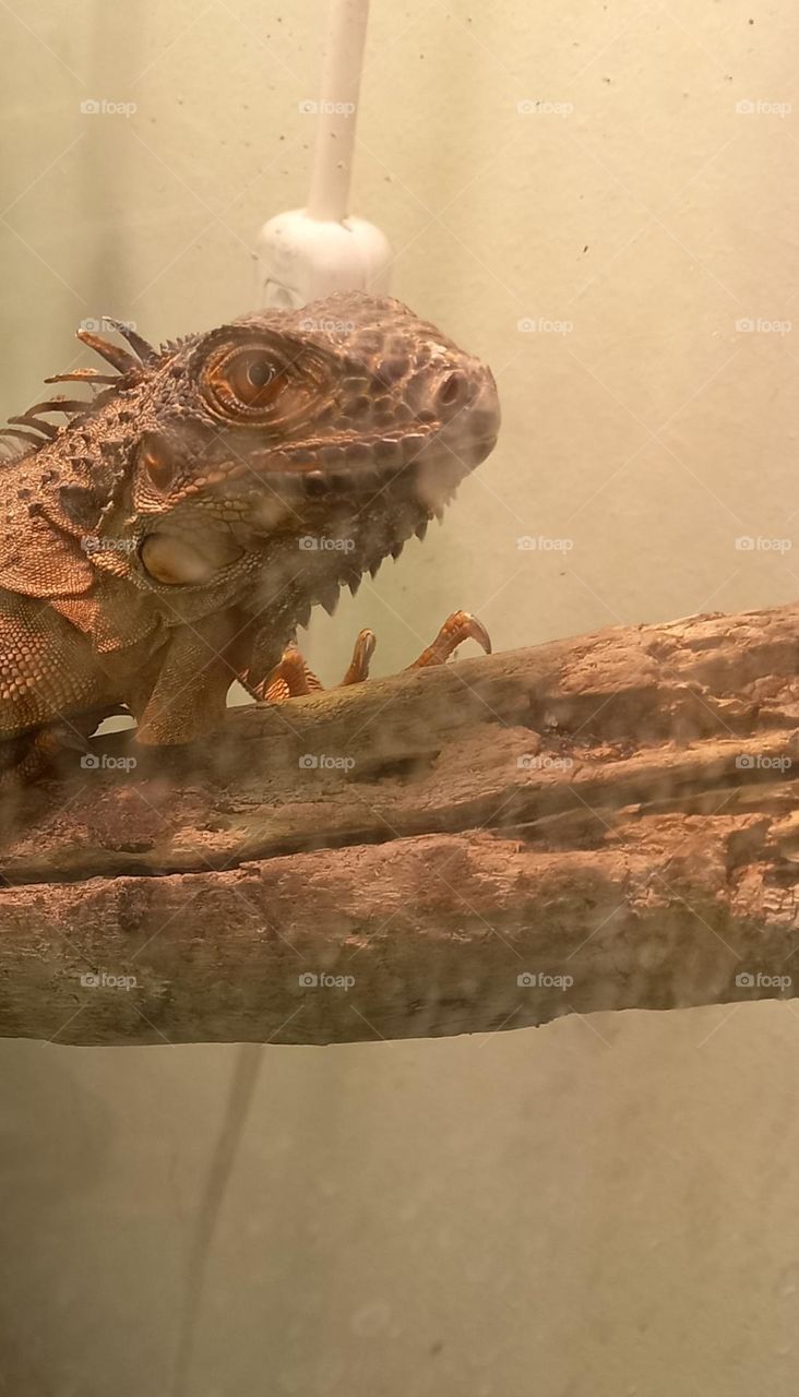 iguana resting on a branch