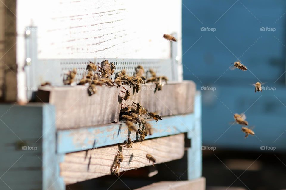 Birds& Bees- Nature in Motion
