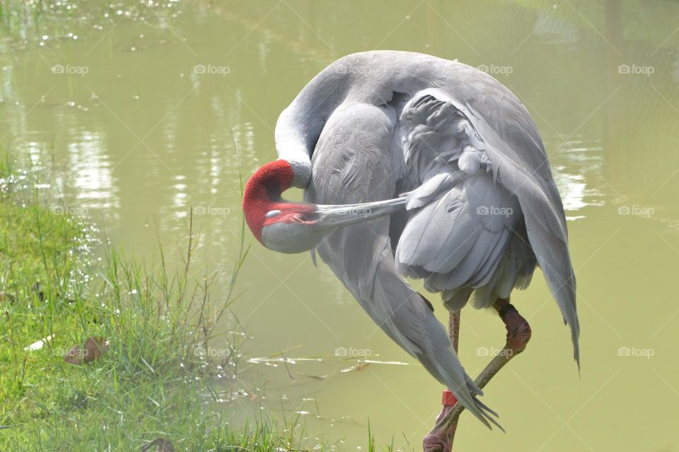 Eastern Sarus Crane