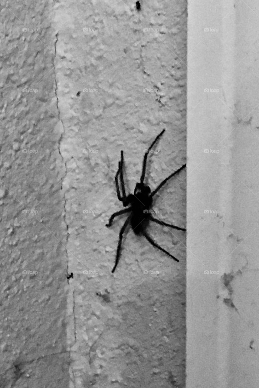 A creepy black and white of a big spider 