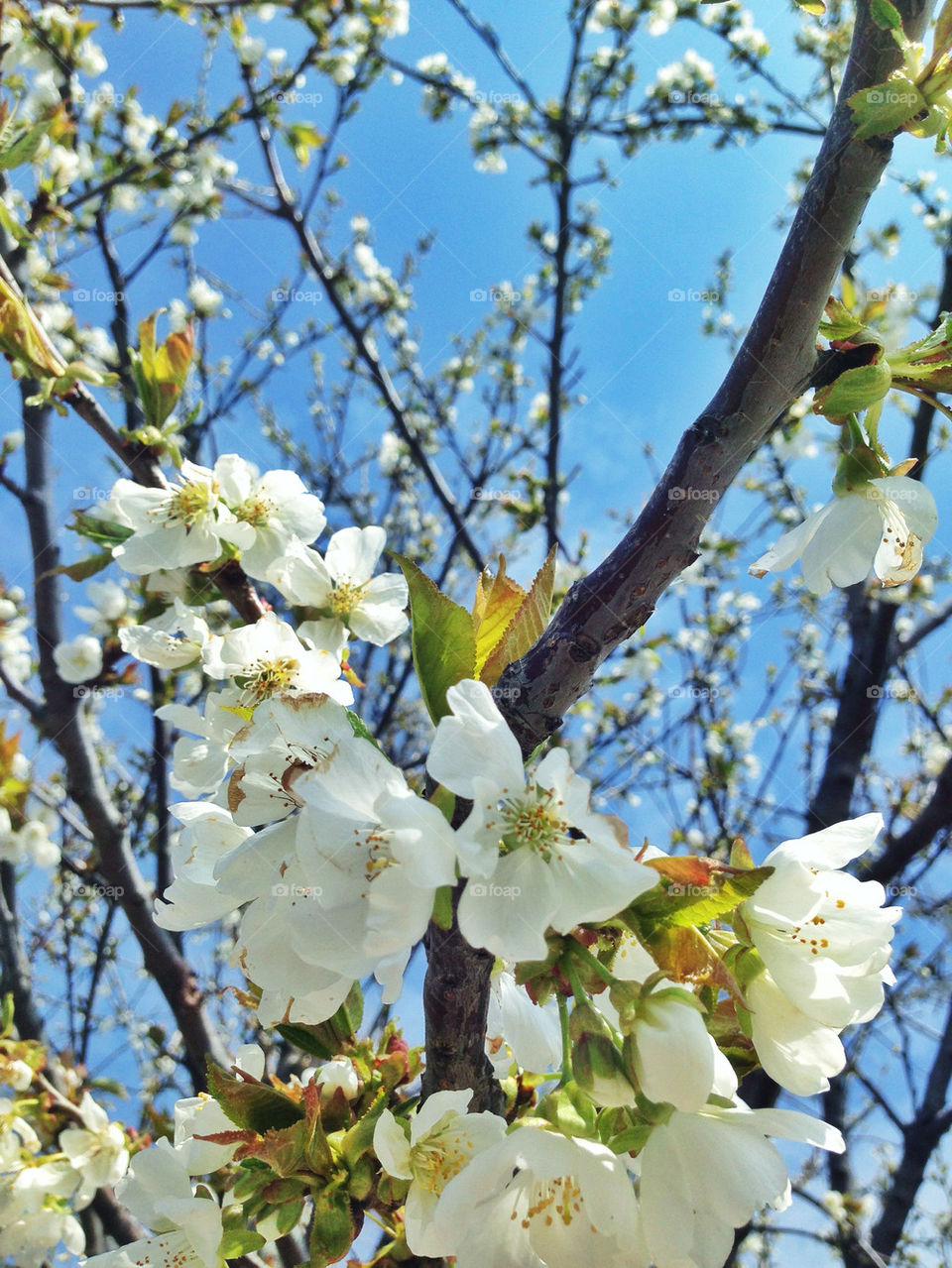 plovdiv by TheShaman