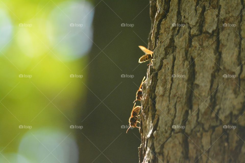 Hornets on a Tree