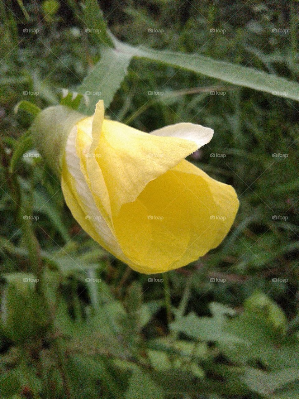 bud of yellow flower
