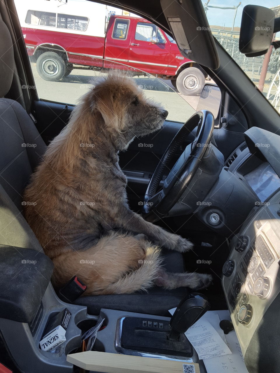 driving dog