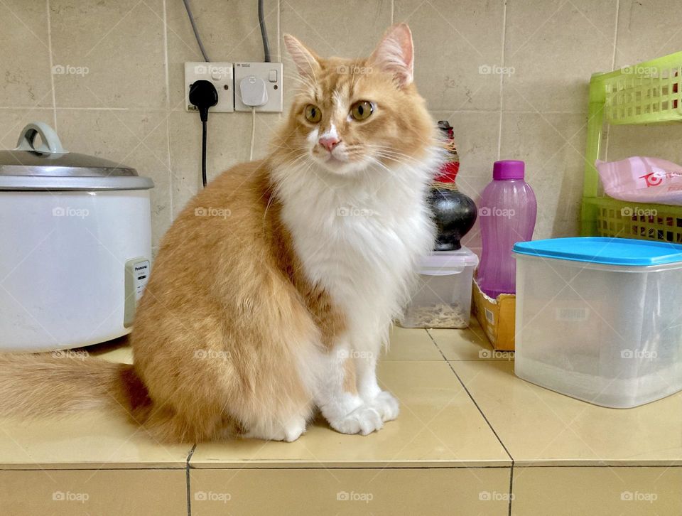 Animals Mobile Series, handsome male cat on kitchen counter waiting for his favourite snack,