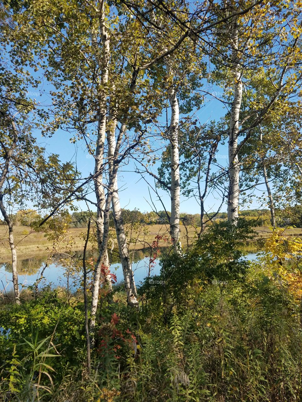 Landscape, Nature, Tree, No Person, Wood