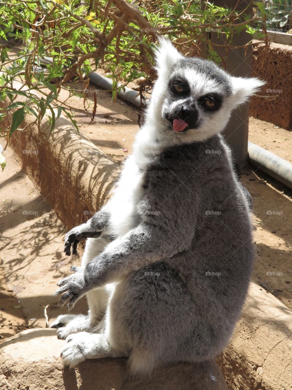 Lemur 