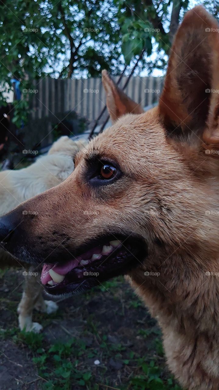 The dog is a fashion model, my beautiful girl.