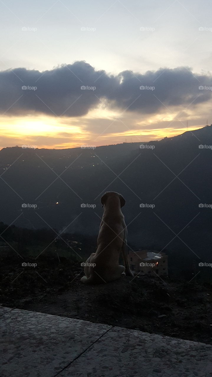 Sunset 
Dog meditation