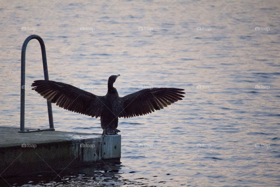 Local wildlife - bird Cormorant Sweden