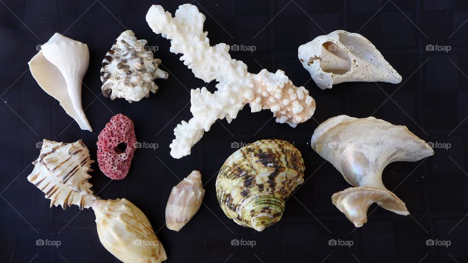 Seashell collected on dark surface