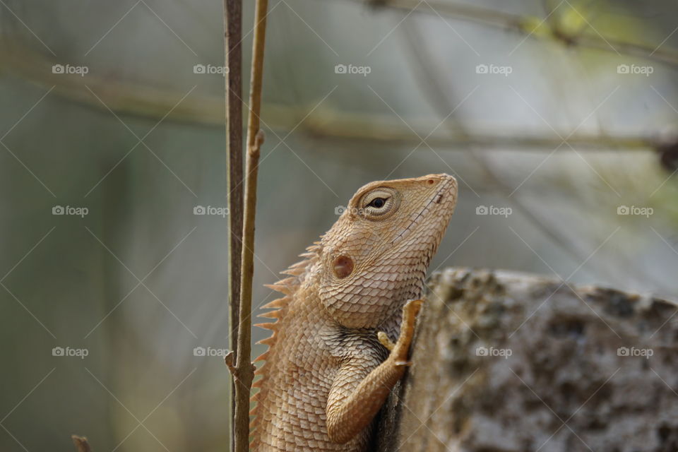 Lizard