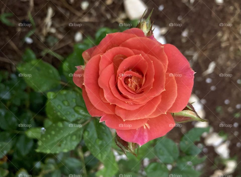 🌹 🇺🇸 Very beautiful flowers to brighten our day.  Live nature and its beauty. Did you like the delicate petals? / 🇧🇷 Flores muito bonitas para alegrar nosso dia. Viva a natureza e sua beleza. Gostaram das pétalas delicadas? 