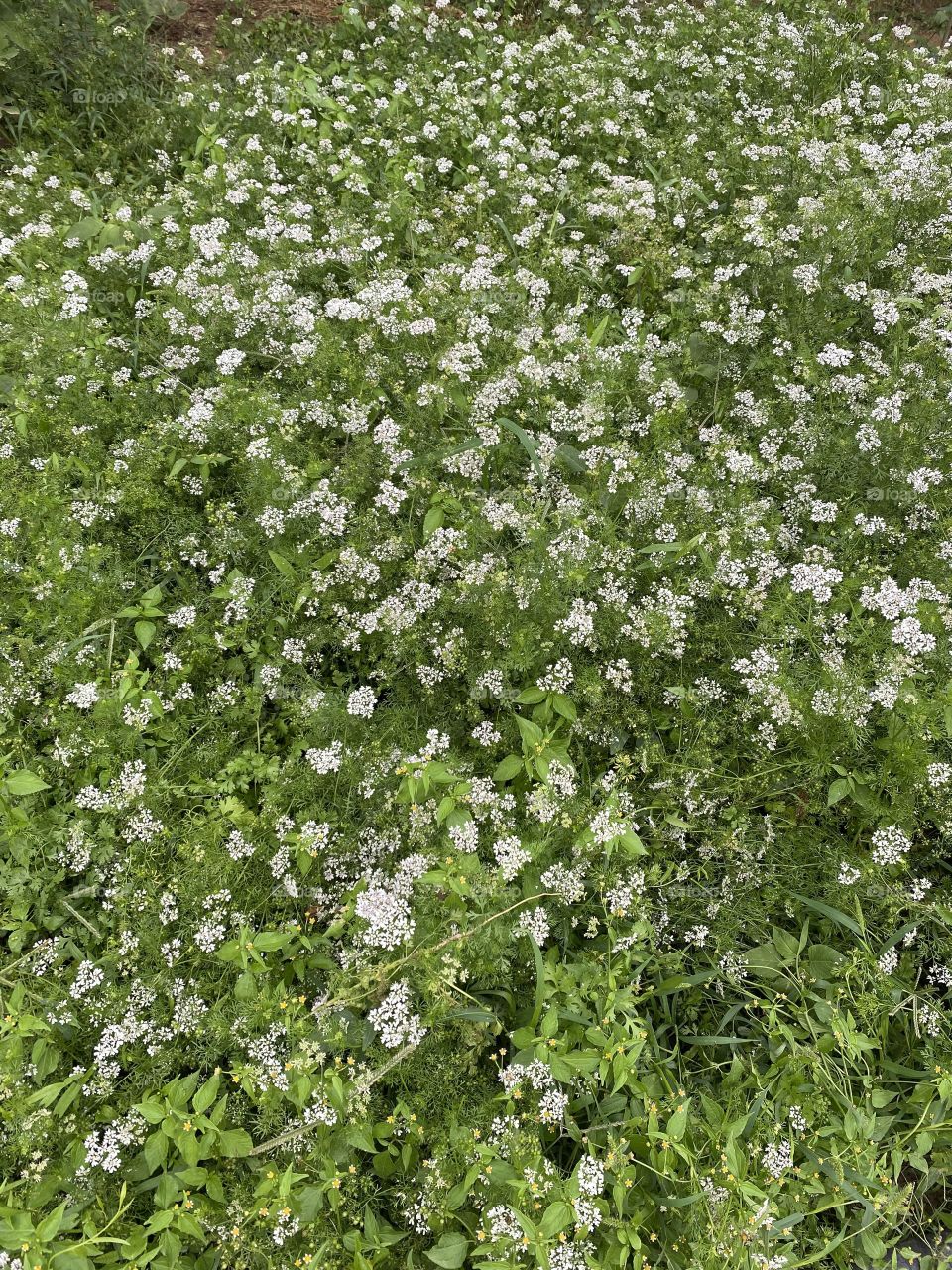 Amazing view for my Favorite flowers 🌸