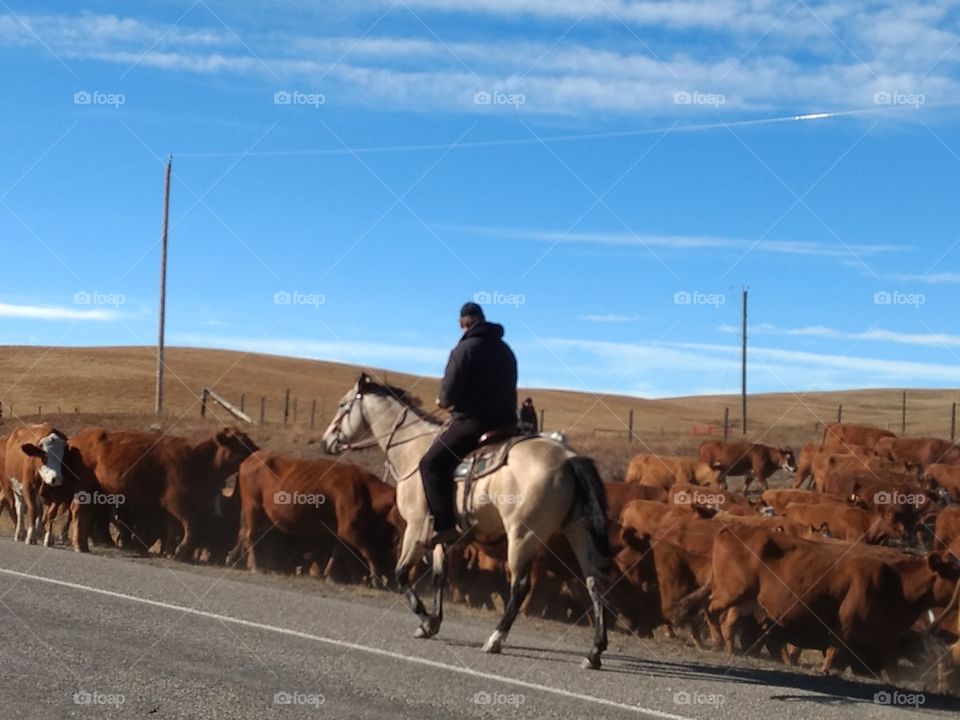 cattle drive