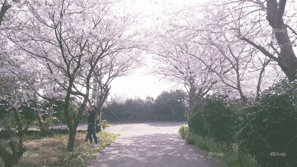 Cherry Blossoms in Jeju Island, South Korea.