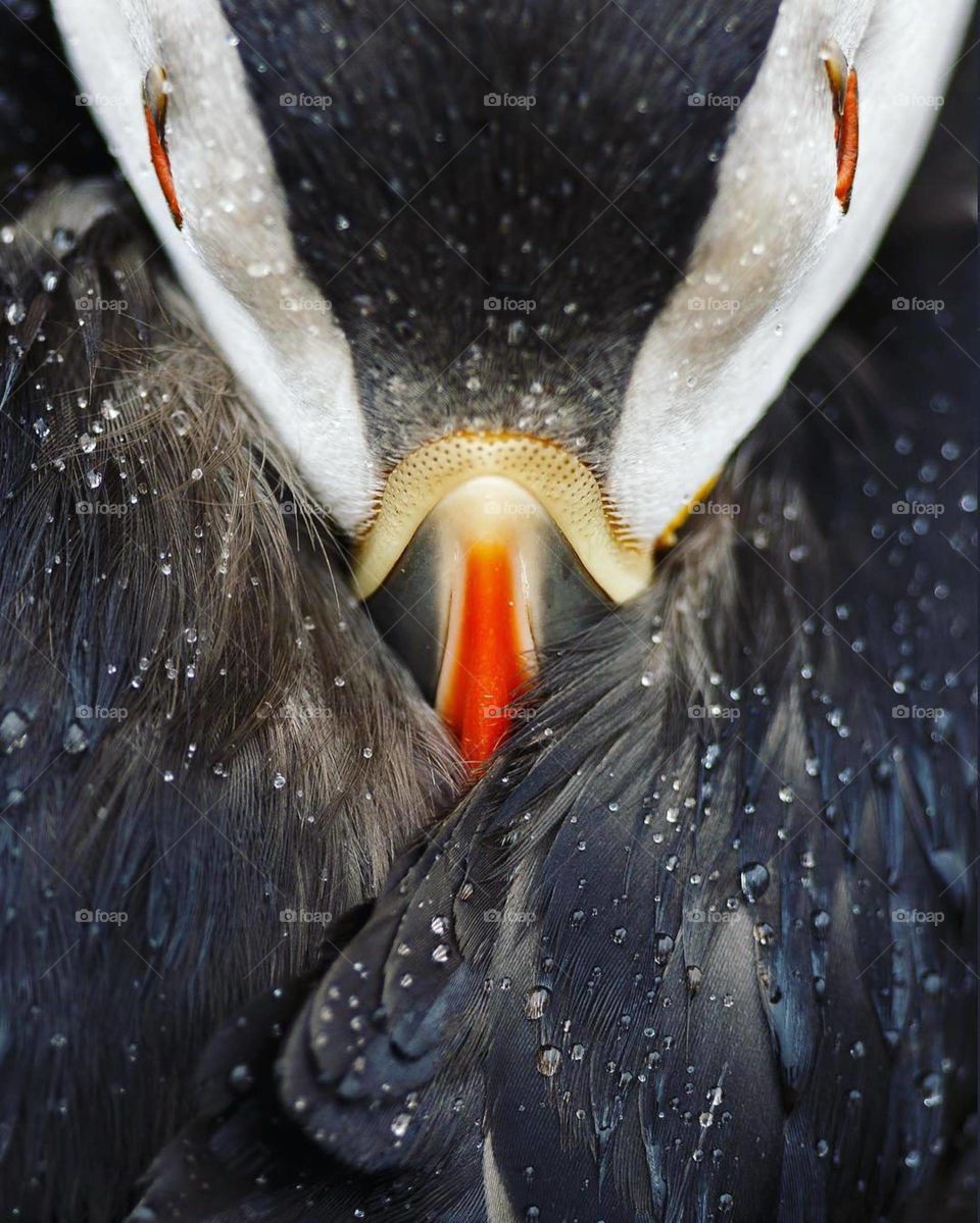 A vulture is a bird of prey that scavenges on carrion. The Old World vultures include 15 living species native to Europe, Africa, and Asia; New World vultures are restricted to North and South America.