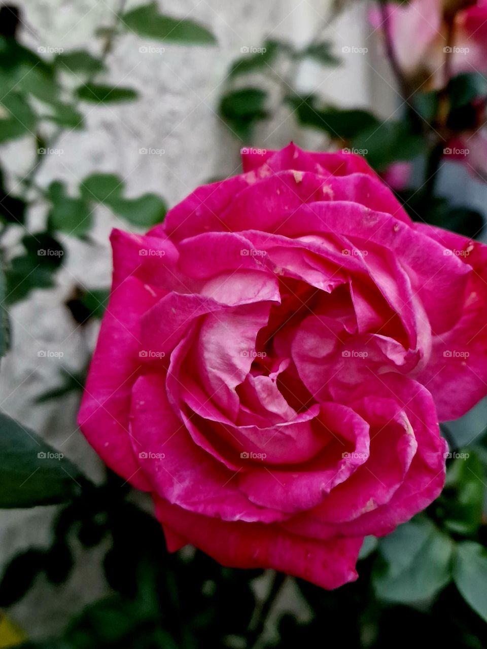 magenta rose