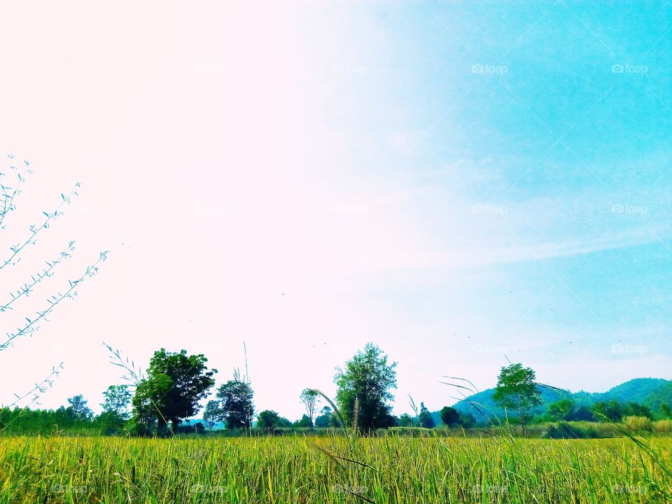 farmland,tree,sky,landscape