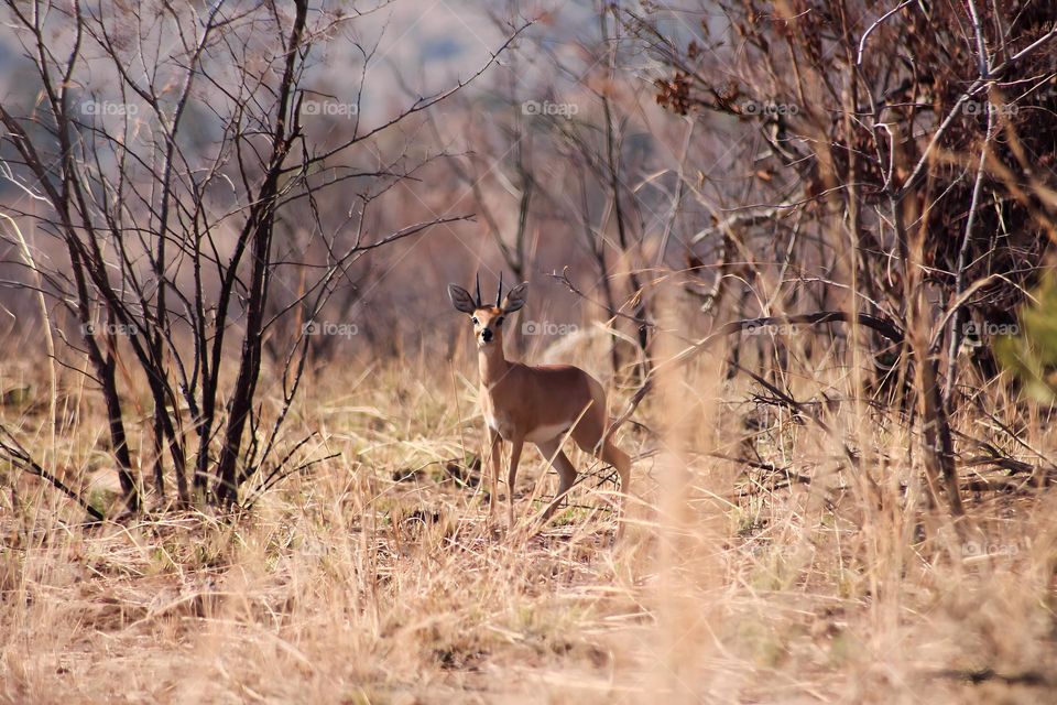 Steenbok standing between burned thornbushes