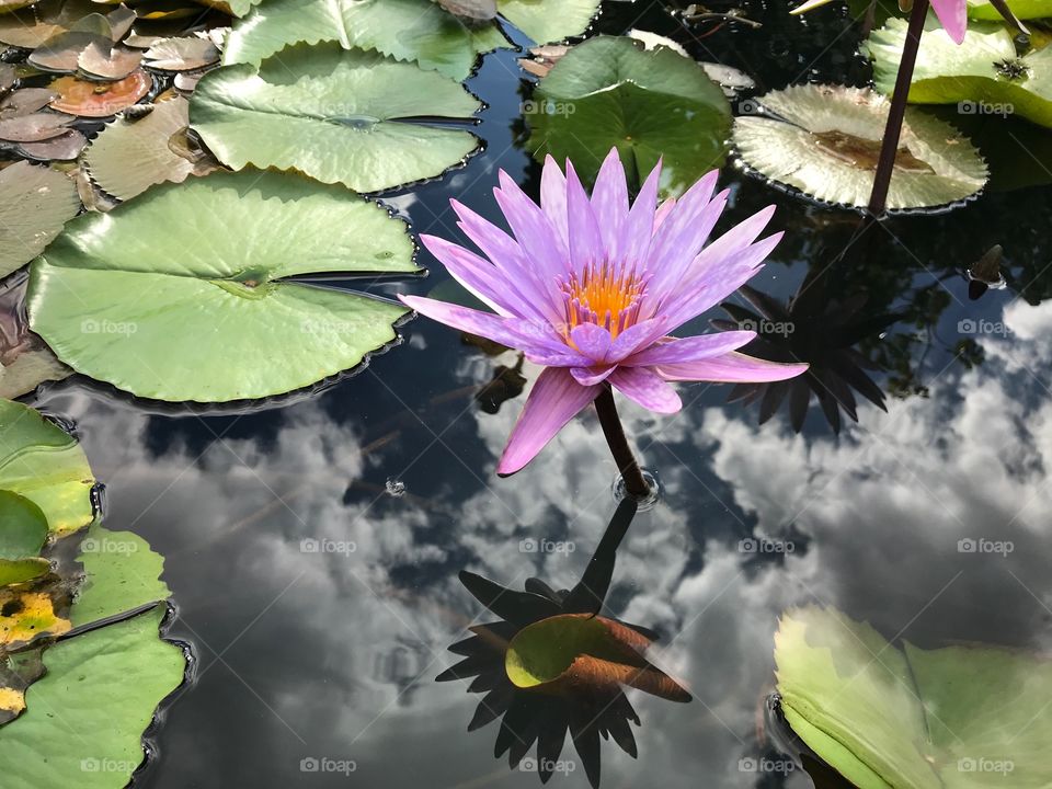 love yhe angle of this lotus reflection