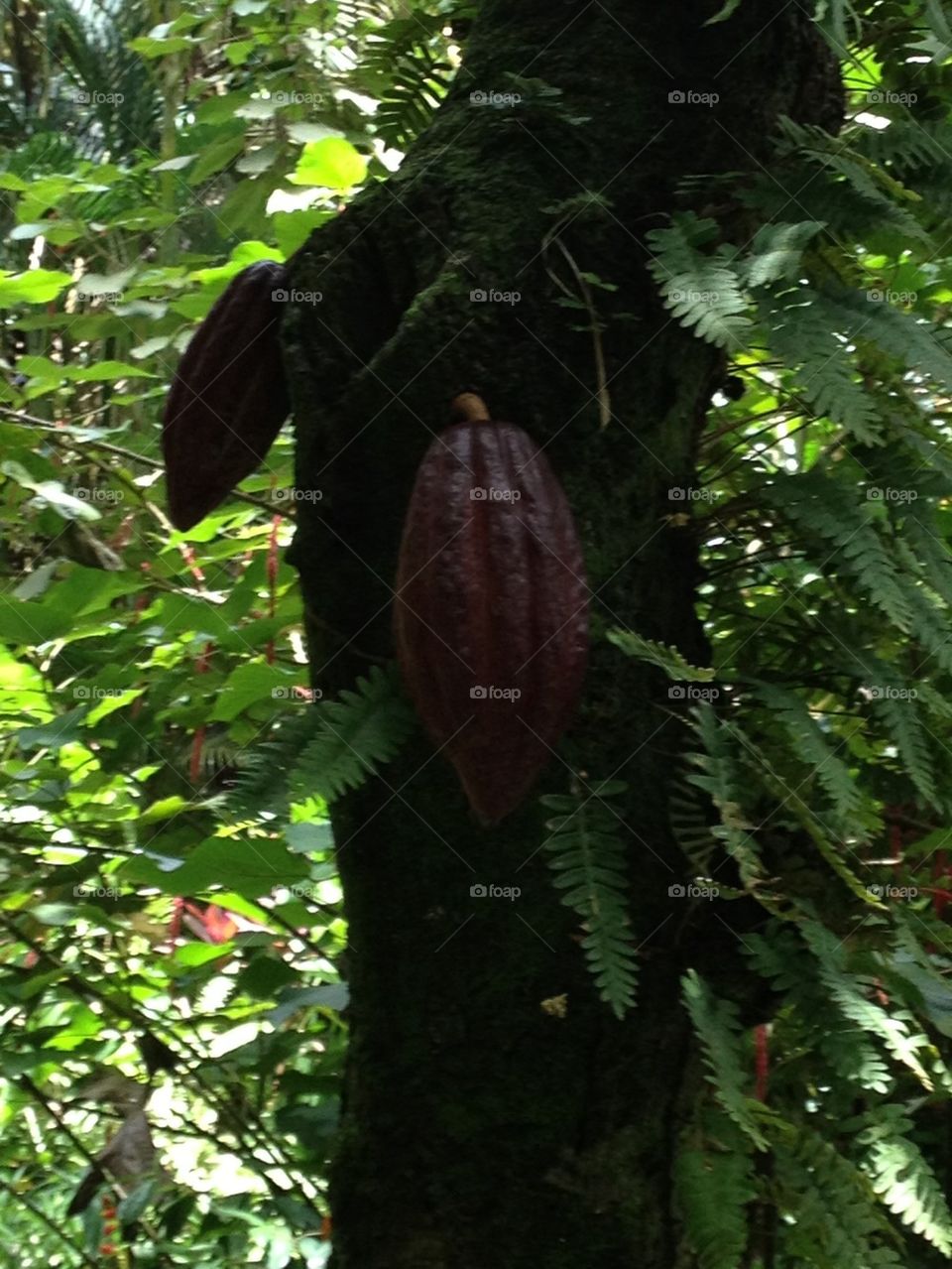 The Cocoa Plant