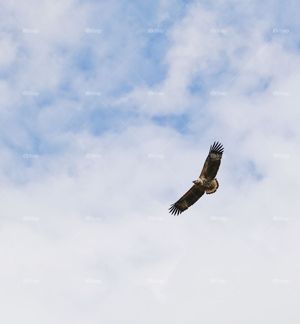 Bird flying in the sky