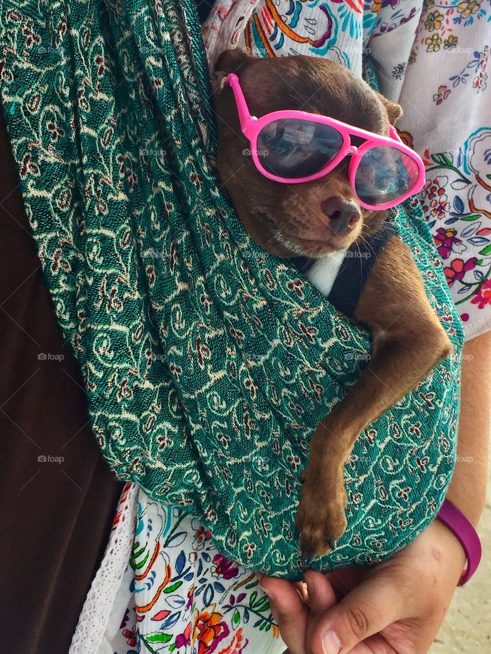 Small dog wearing bright pink sunglasses 