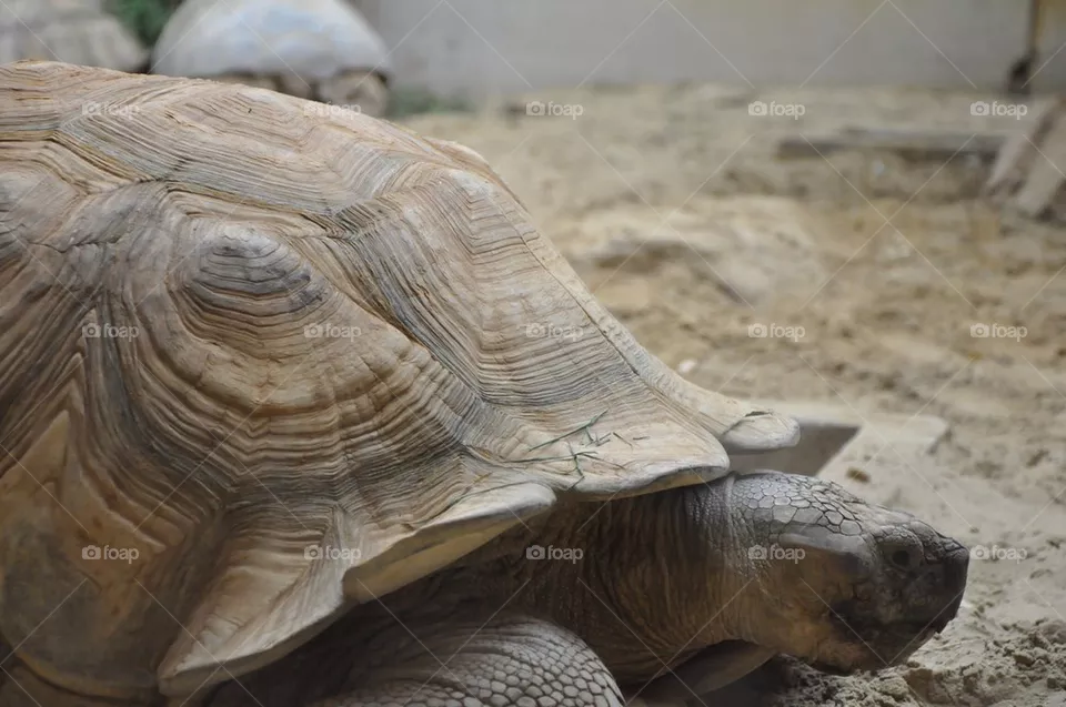 Big Turtle.
