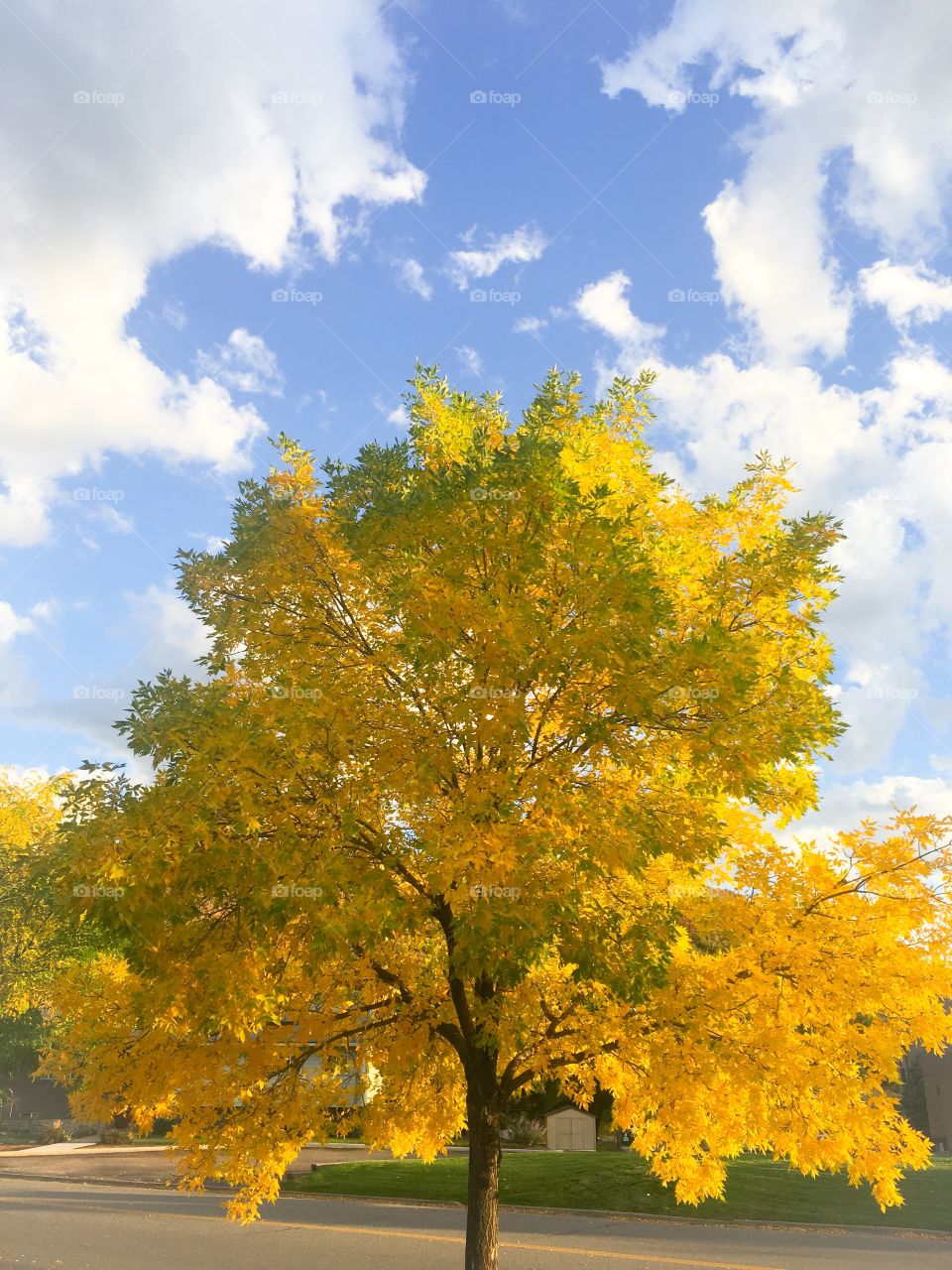 Fall tree