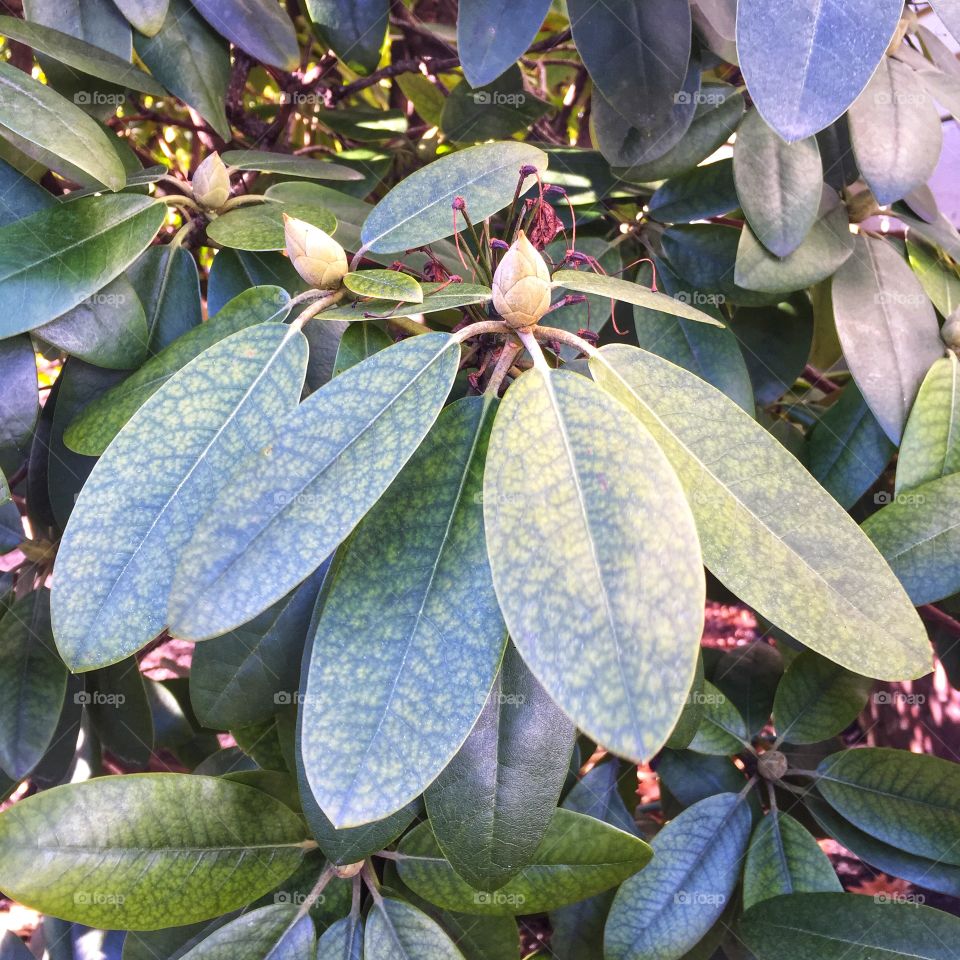 A rhododendron bush in winter. This is a bed and some leaves, not flowering but still green and verdant.