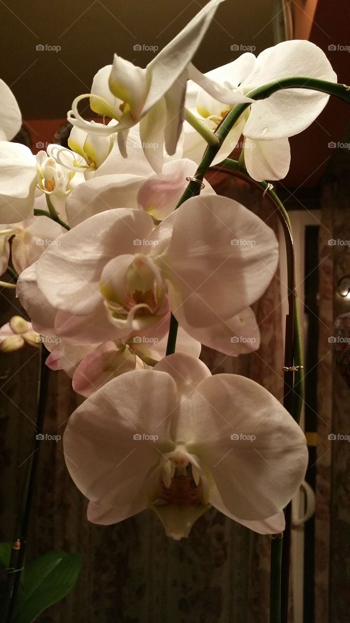A White Orchid Is A Beautiful Flower In Bloom