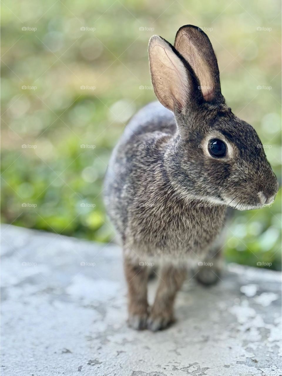 Inquisitive rabbit seeking companionship.