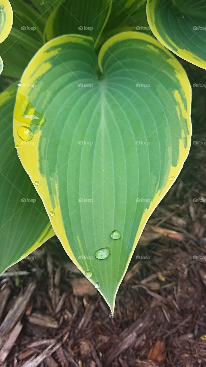 hosta leaf with rain drops