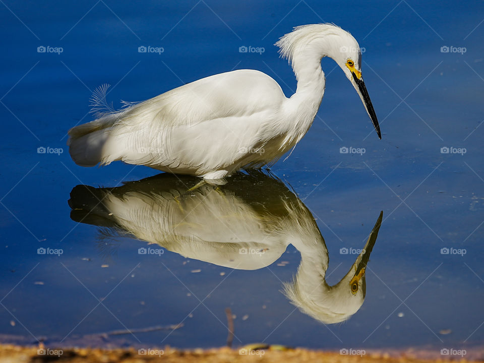 A snowy egret stares at its reflection in a calm pond