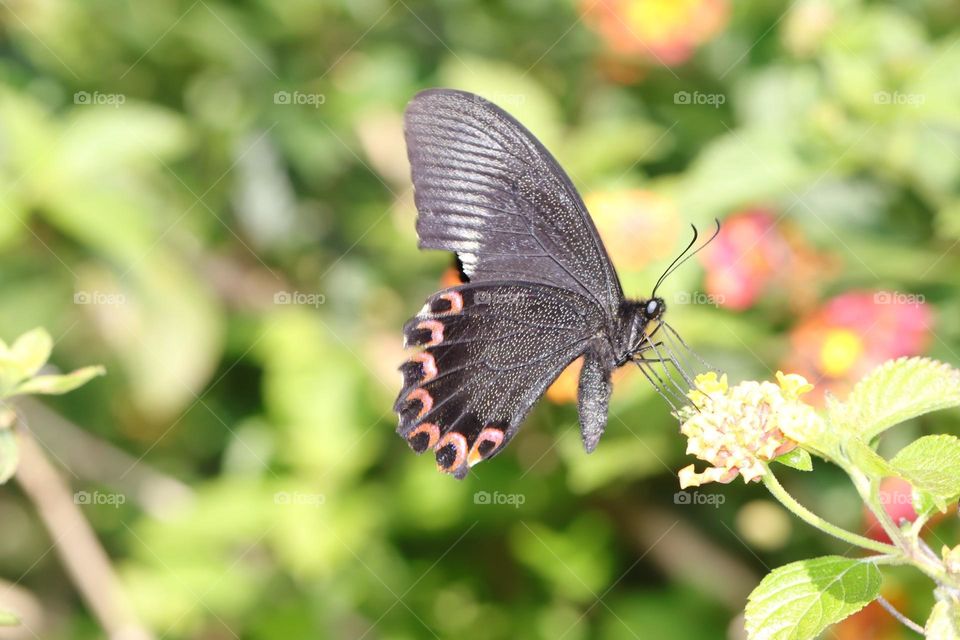 Beautiful and cute butterfly