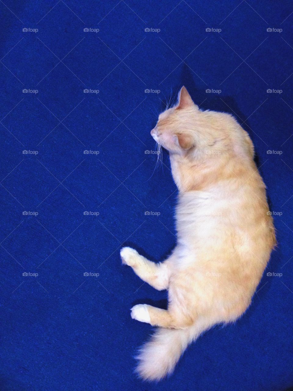My cat is one the blie carpet.
 