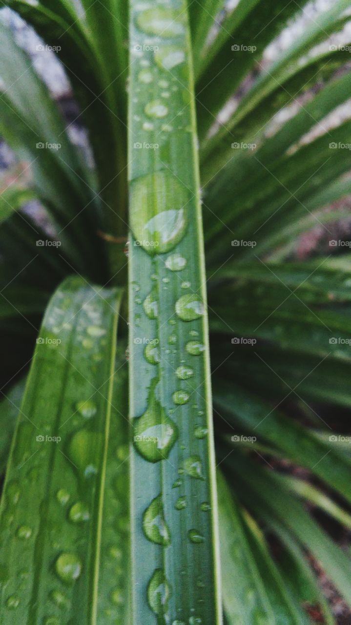 macro shots